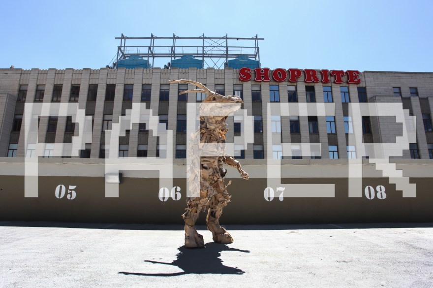 Cape Mongo (Paper) - Photo by Anton Scholtz